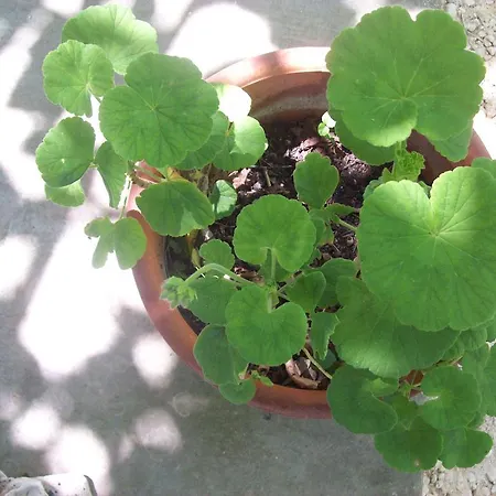 Apartment Vania Gardenos Vitalades