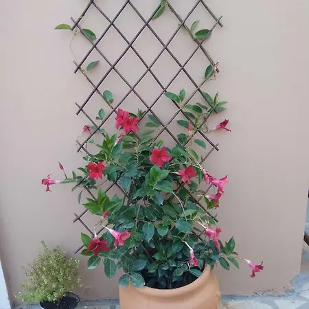 Spiti Lou Appartement Notos