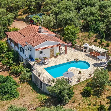 Olive Grove And Sea View
