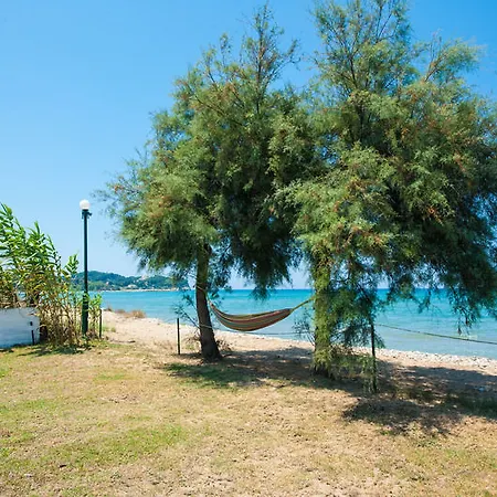 Corfu Sea Palm * Roda (Corfu)