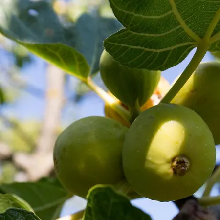 Agallis Corfu Vakantiehuis Sokrákion