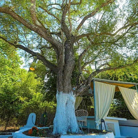 Olive Tree