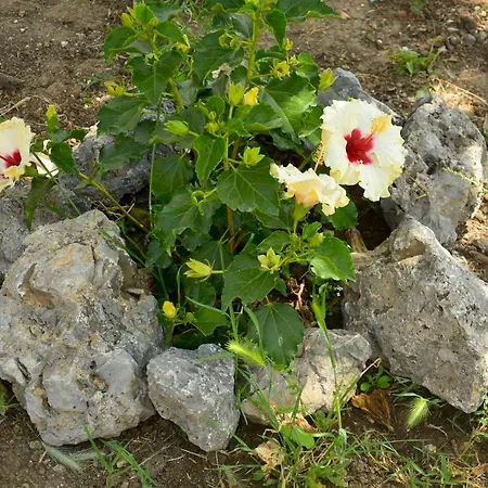 The Avra Gardens *