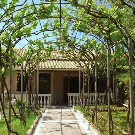 Olive Tree *