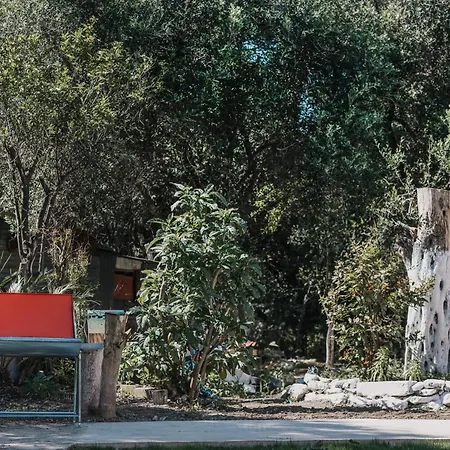 In An Olive Grove!