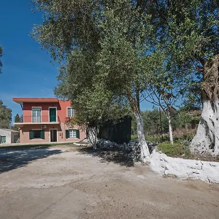 In An Olive Grove! * Corfu (city)