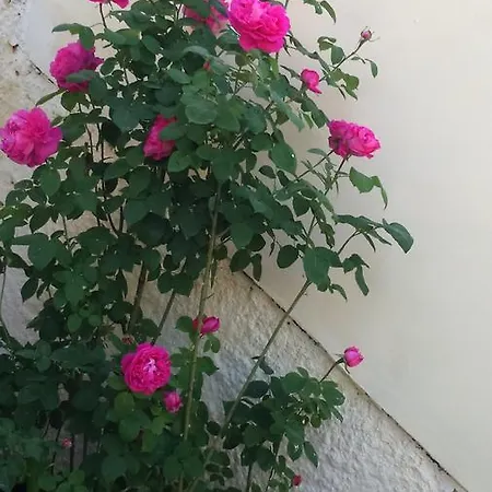 Rose Garden Guest house 3*
