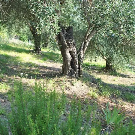 Helios Splendid