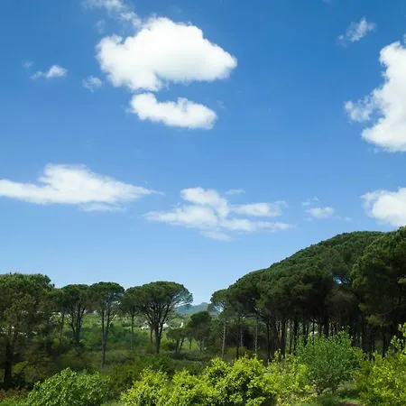 Pine Forest * Kompitsion