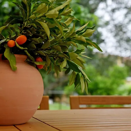 Kumquat Grove Corfu (city)